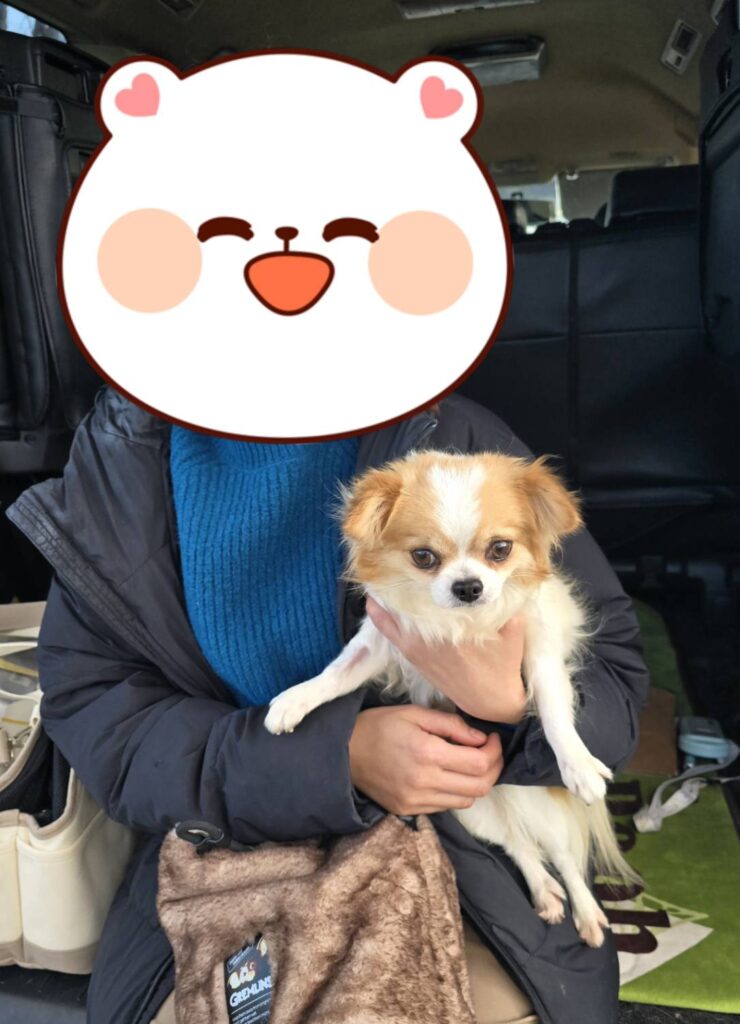 こちらの保護犬は里親様が決まりました