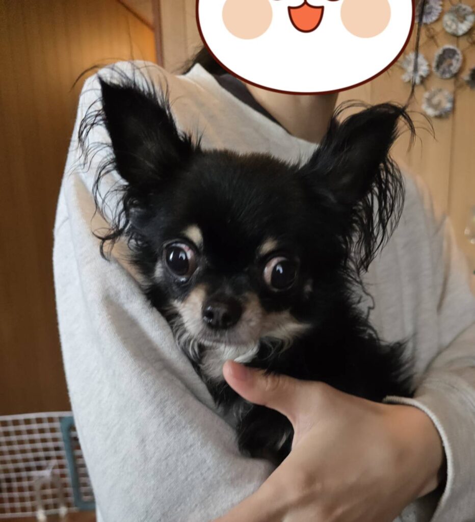 こちらの保護犬は里親様が決まりました