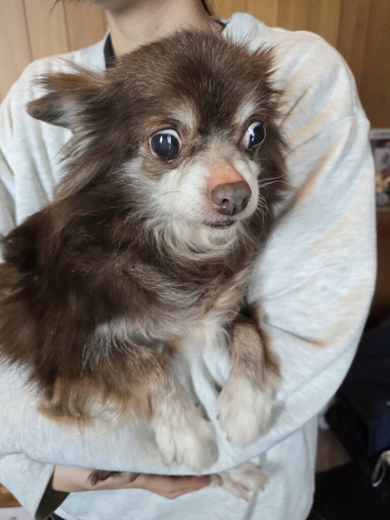 こちらの保護犬は里親様が決まりました