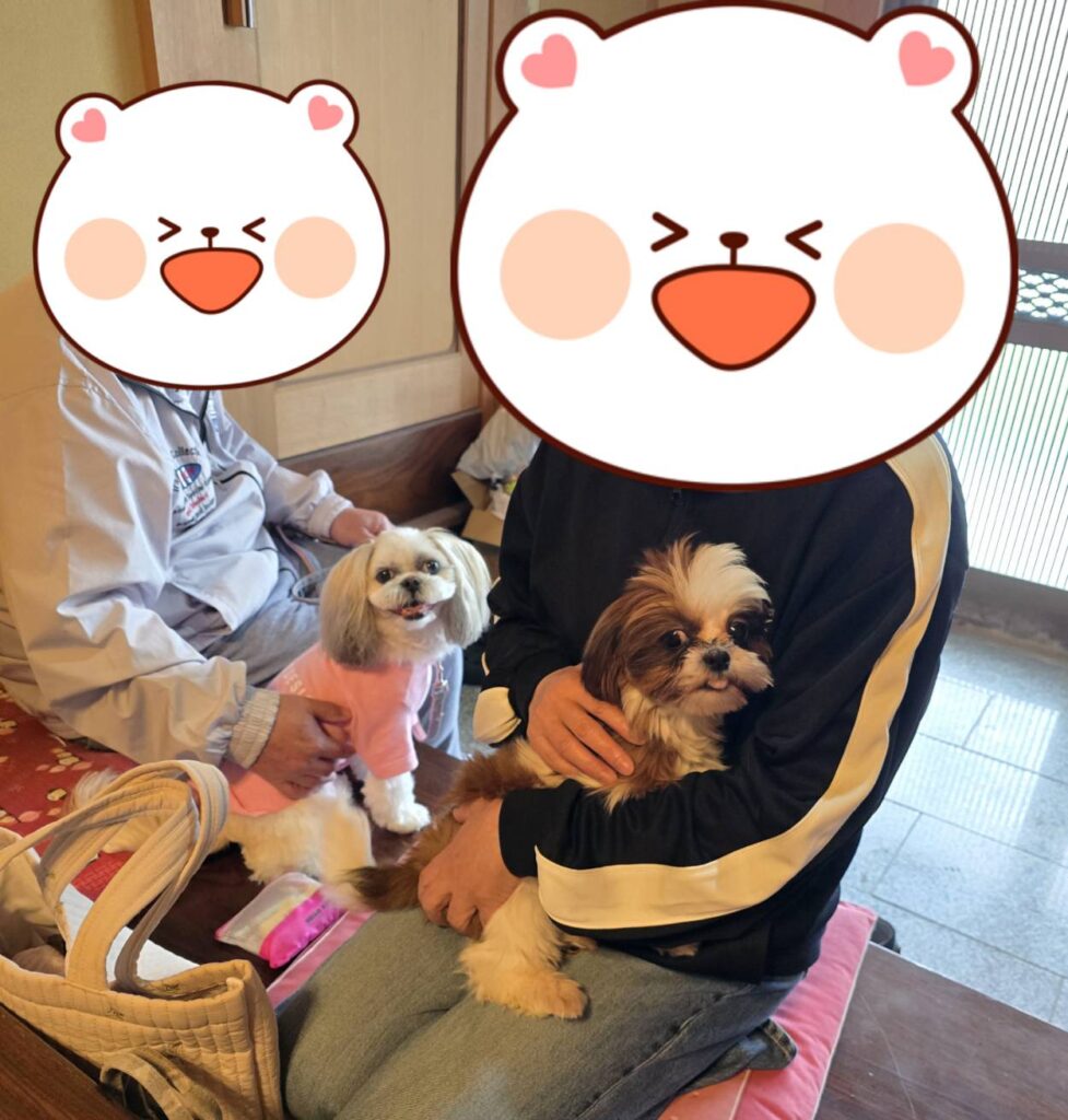 こちらの保護犬は里親様が決まりました