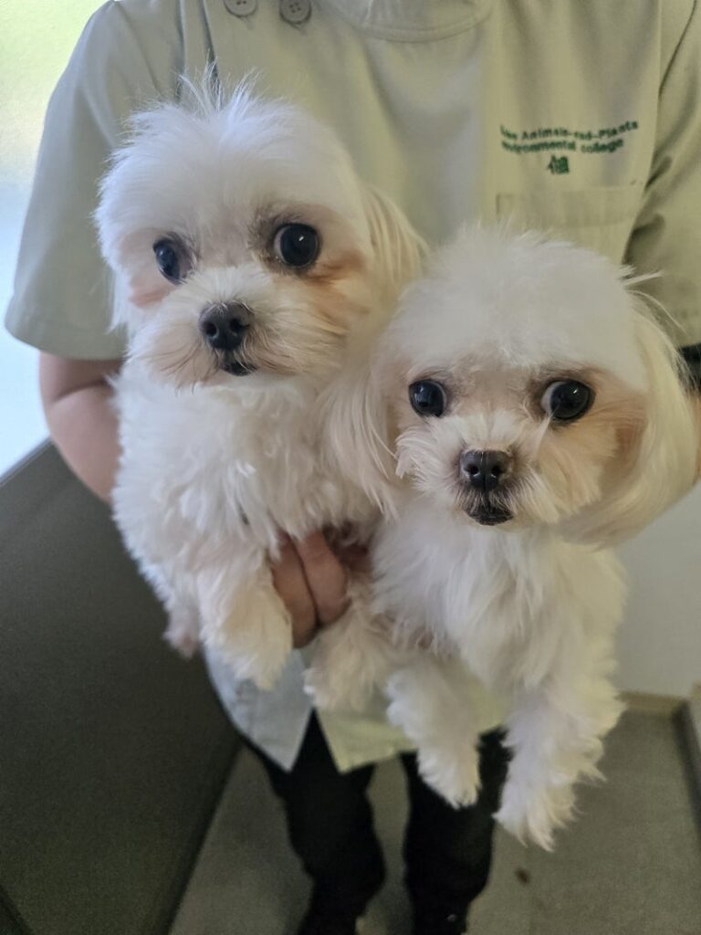 仔犬たちへのご支援のお願い