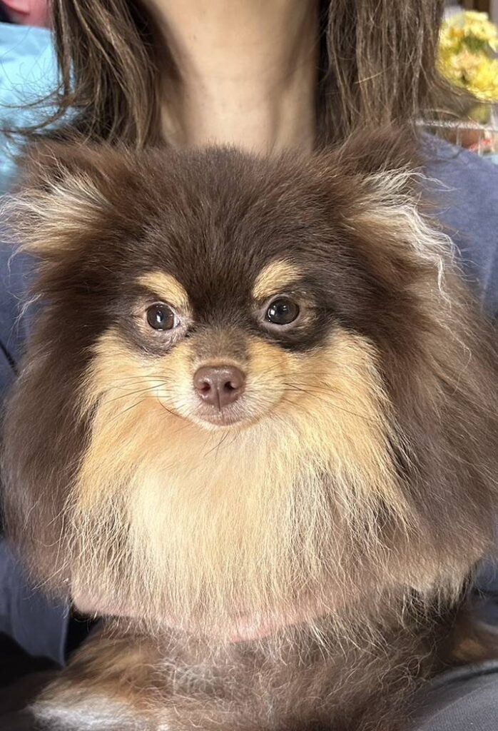 こちらの保護犬は里親様が決まりました