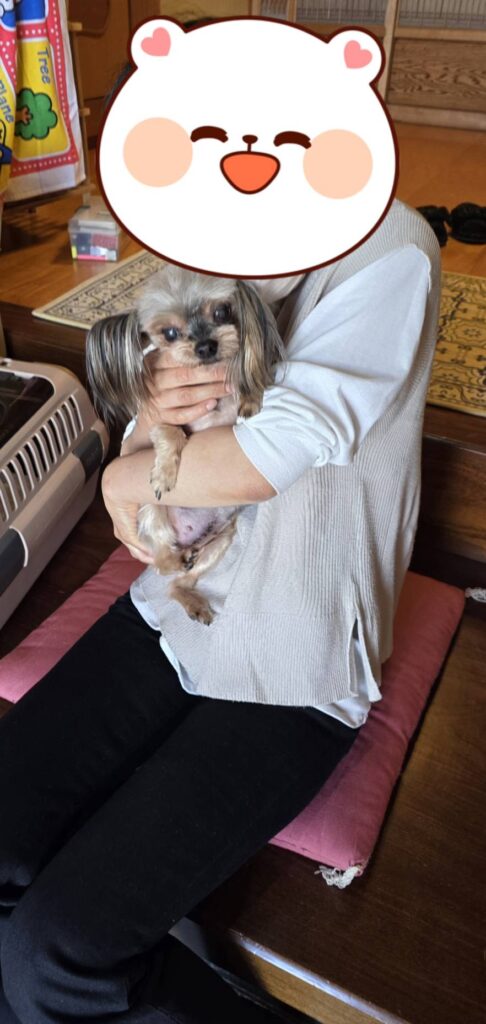 こちらの保護犬は里親様が決まりました