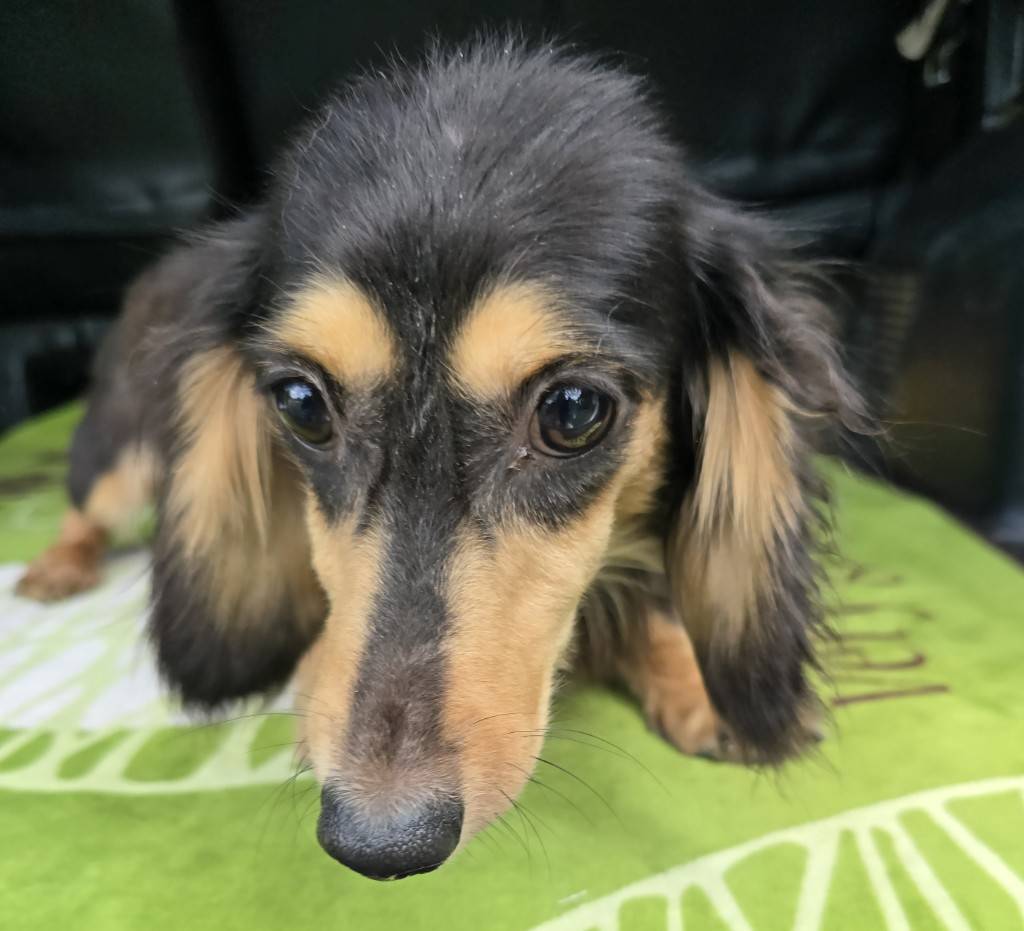 華clubで預かっている里親を探している保護犬です。