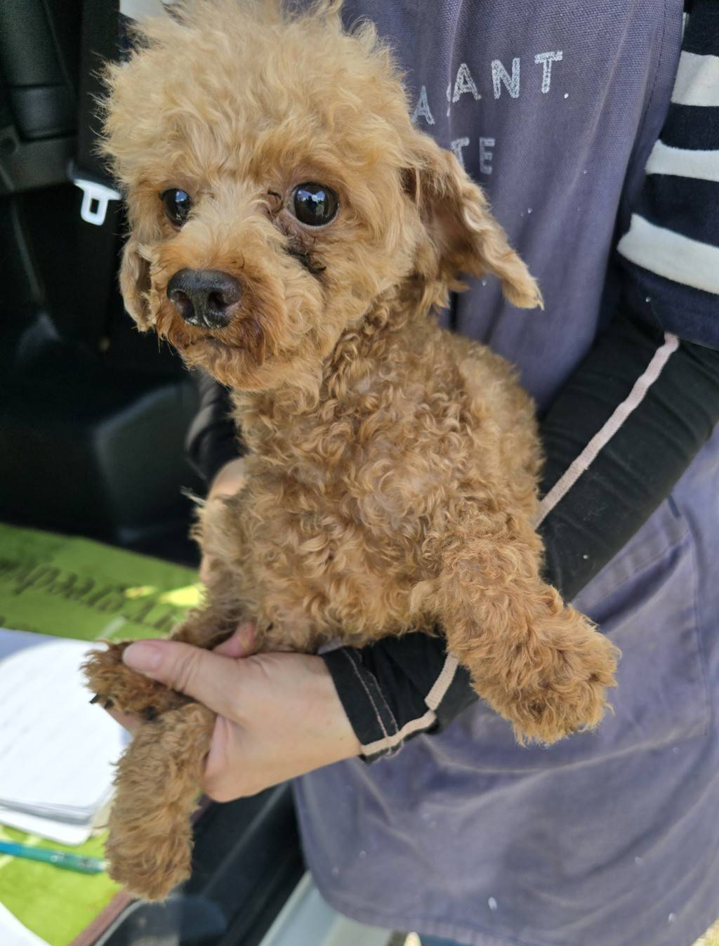 華clubで預かっている里親を探している保護犬です。