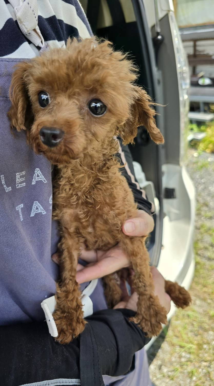 華clubで預かっている里親を探している保護犬です。