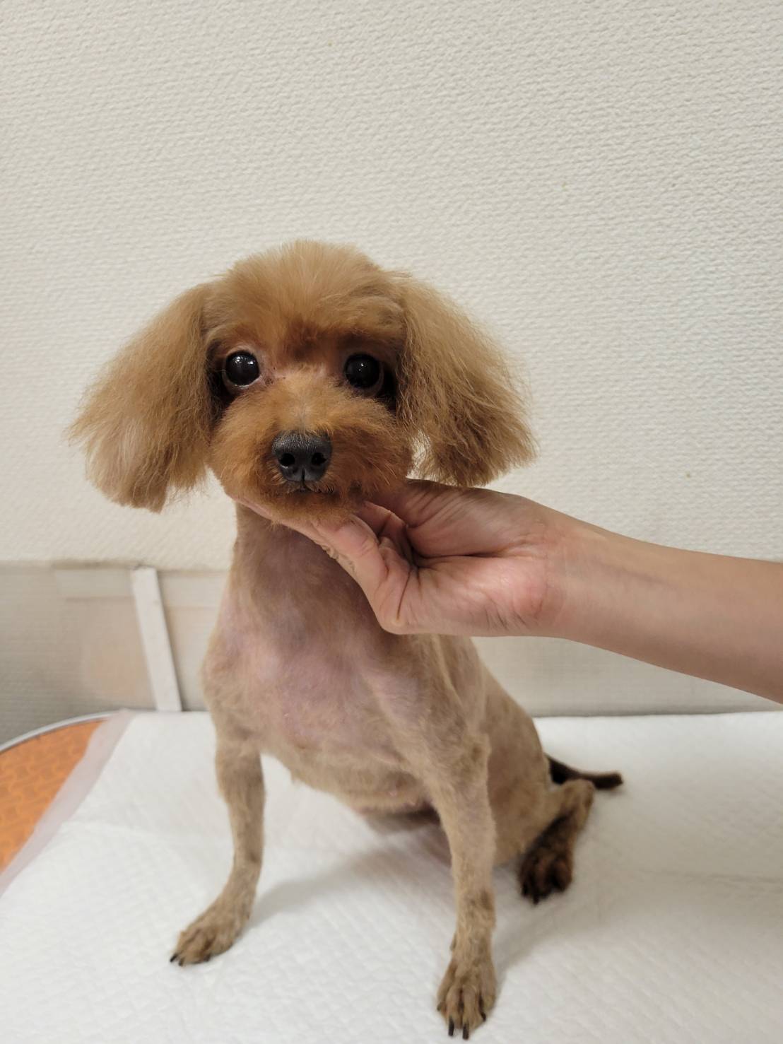 華clubで預かっている里親を探している保護犬です。