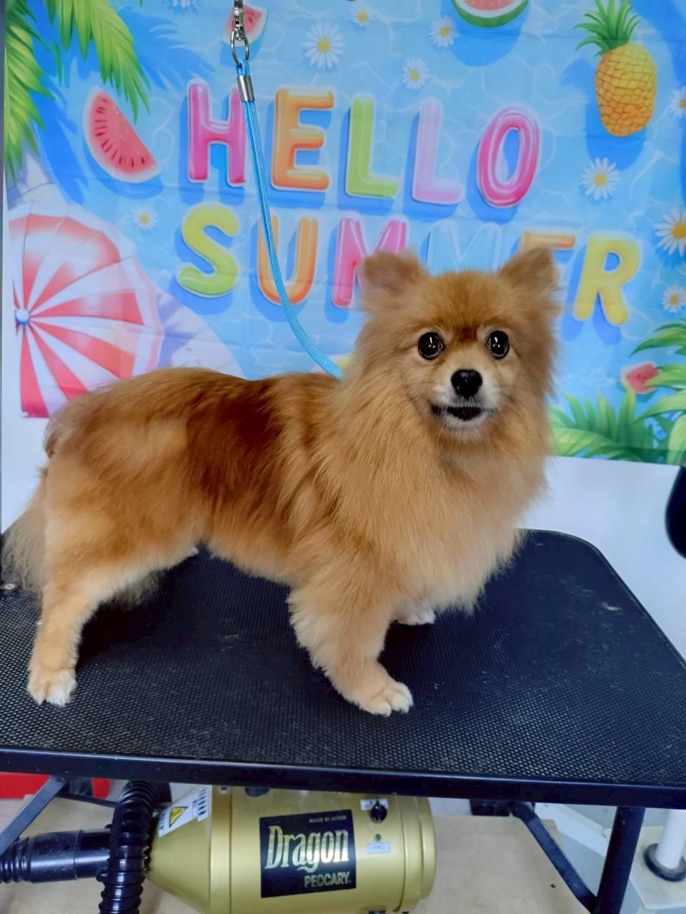 華clubで預かっている里親を探している保護犬です。