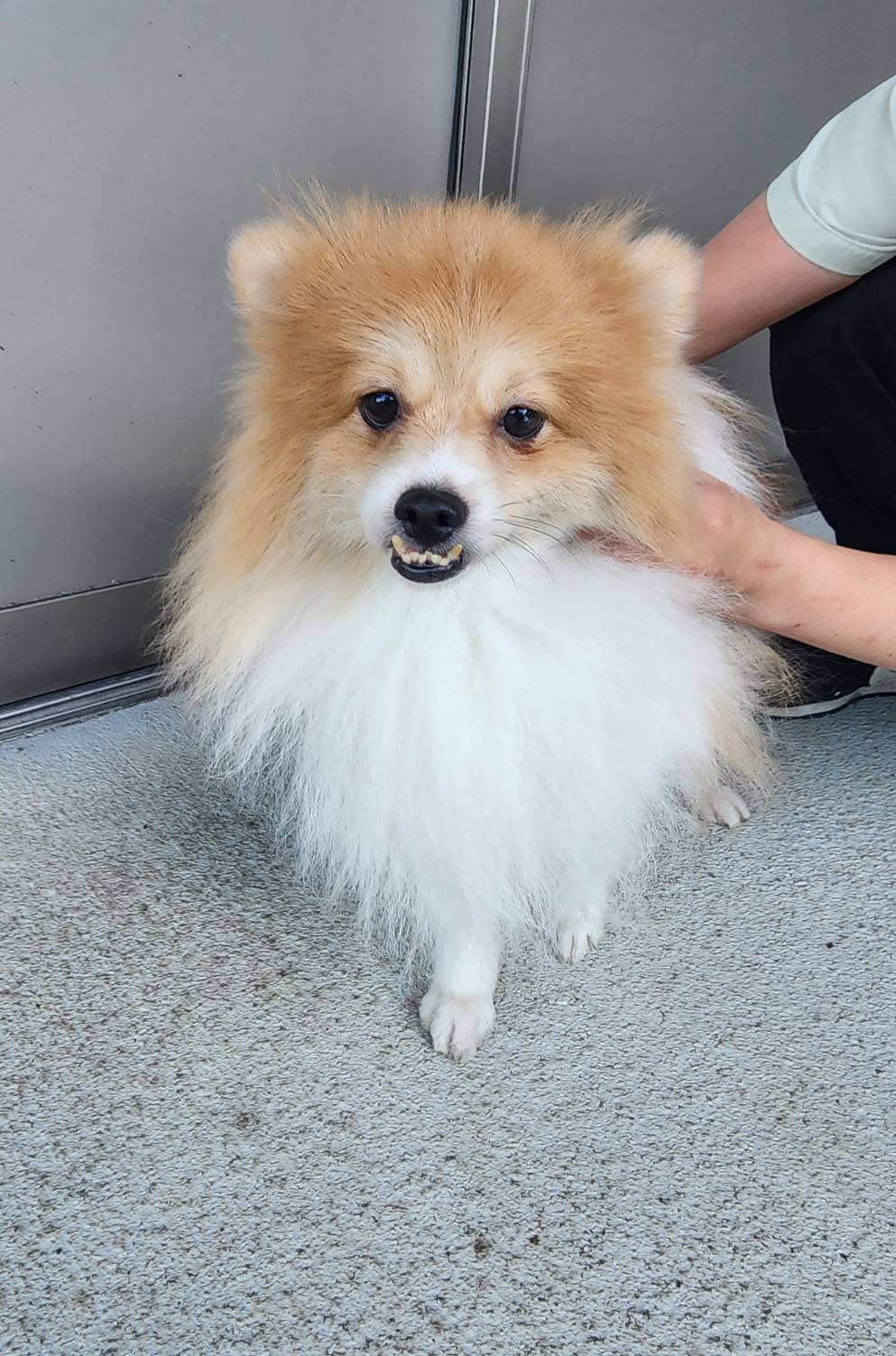 華clubで預かっている里親を探している保護犬です。