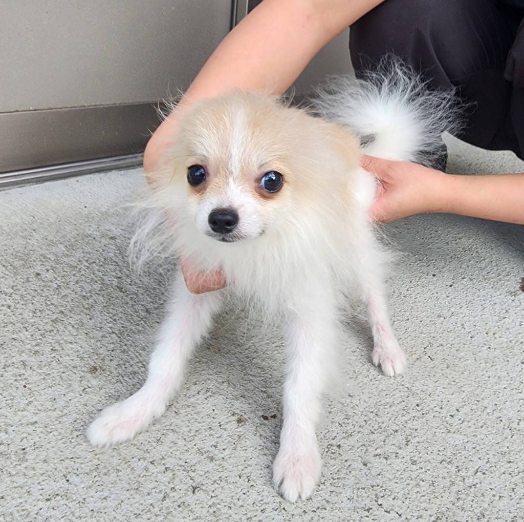 華clubで預かっている里親を探している保護犬です。