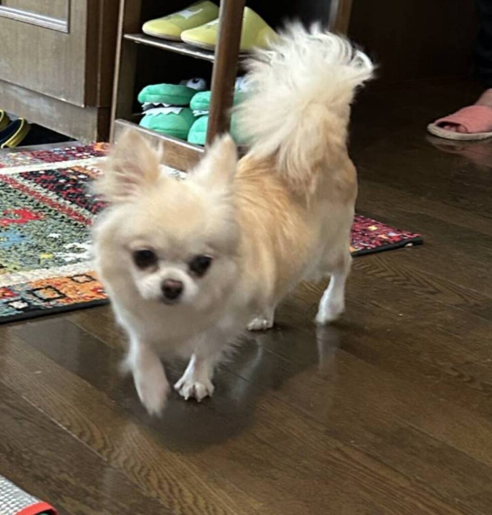こちらの保護犬は里親様が決まりました