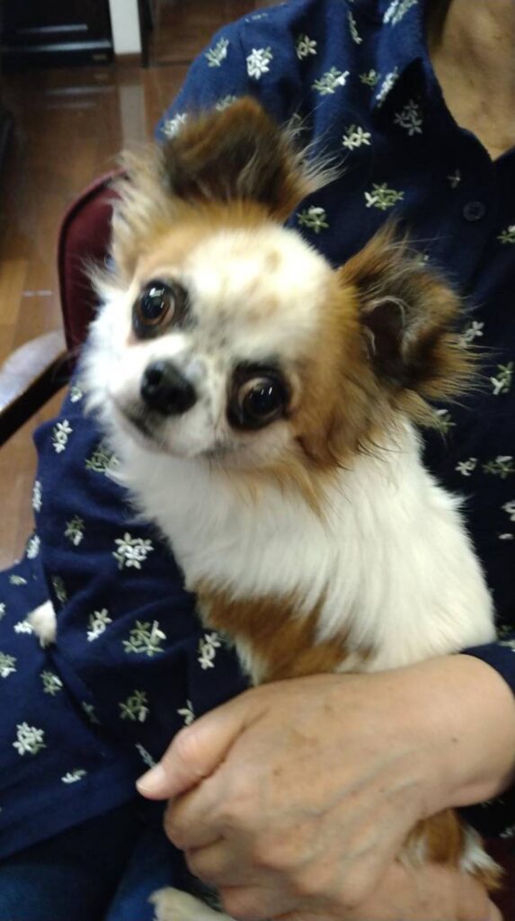 こちらの保護犬は里親様が決まりました