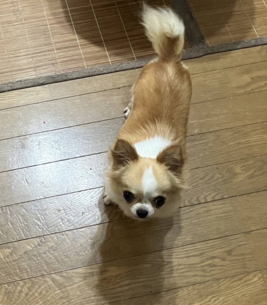 こちらの保護犬は里親様が決まりました