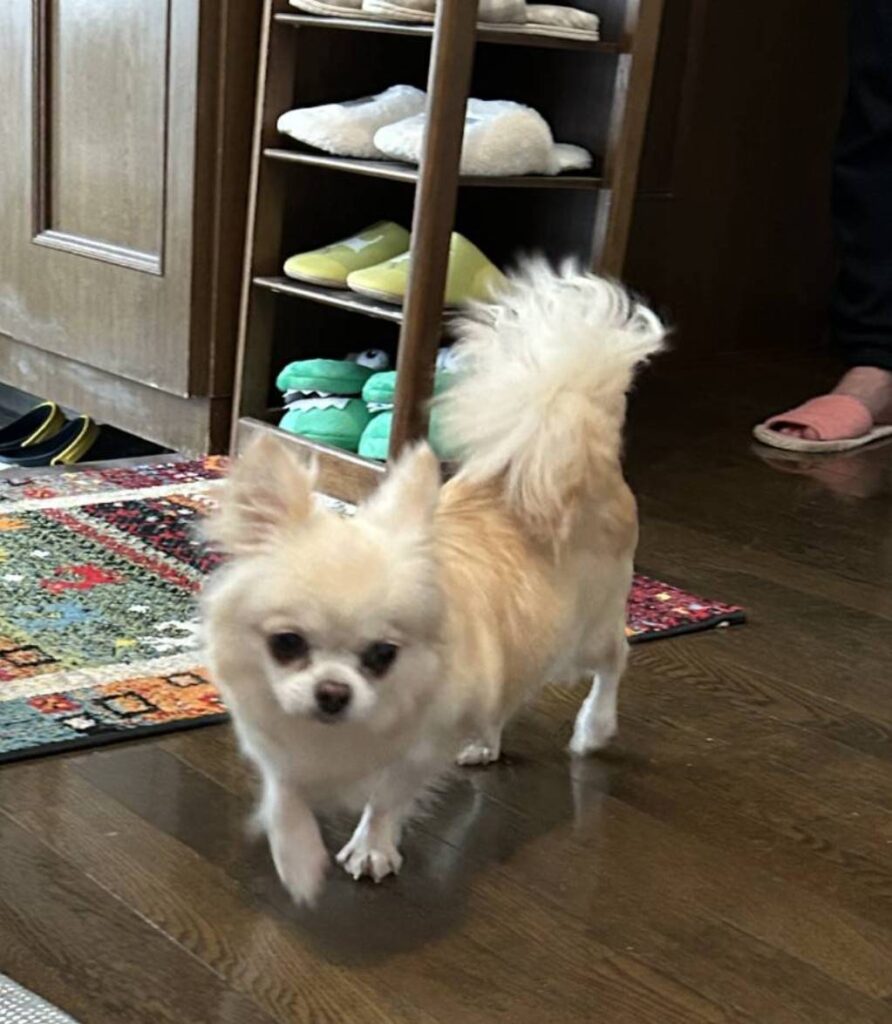 こちらの保護犬は里親様が決まりました