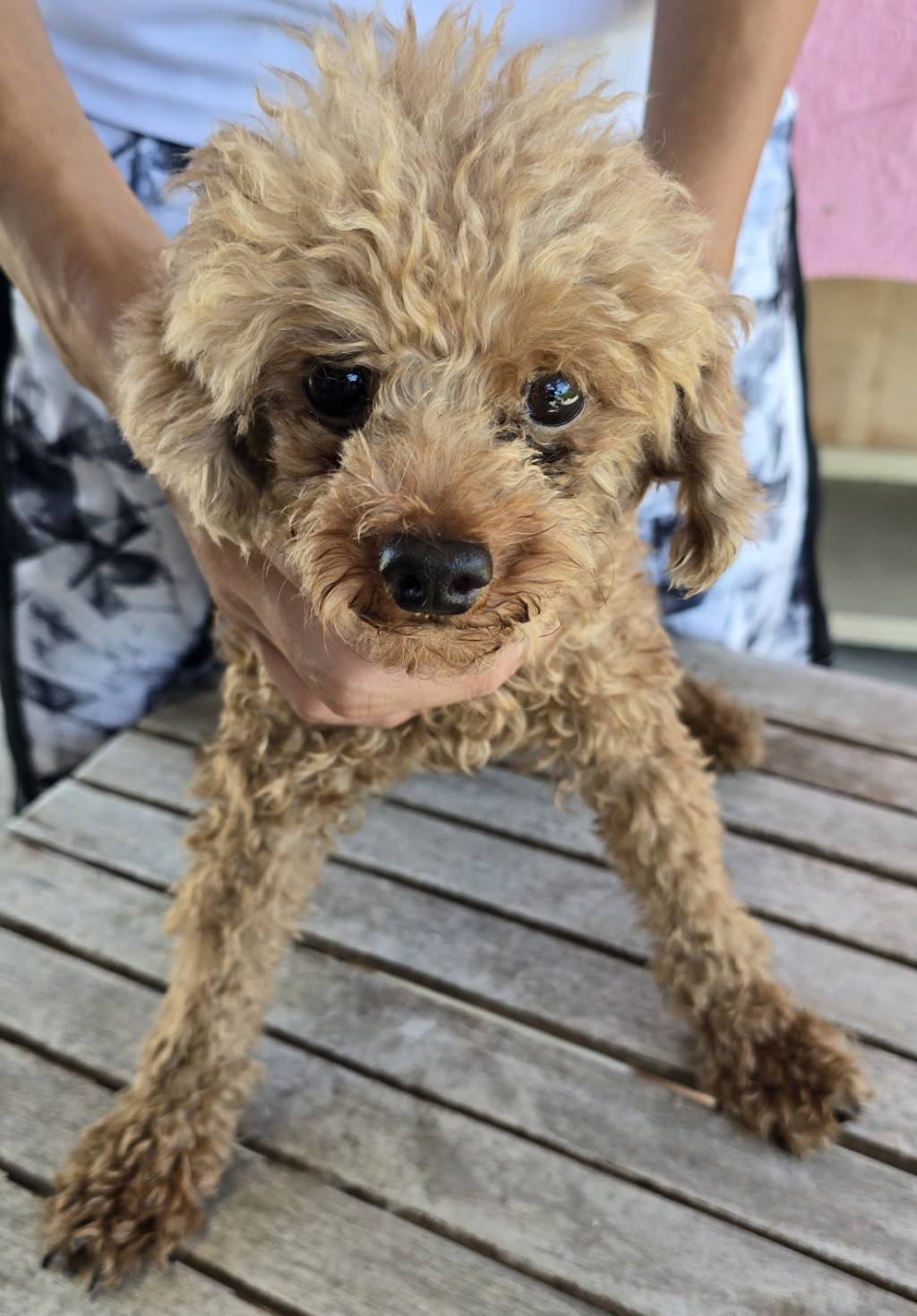 華clubで預かっている里親を探している保護犬です。