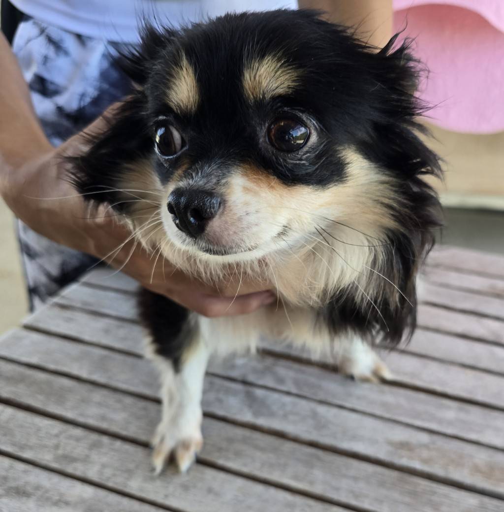 華clubで預かっている里親を探している保護犬です。