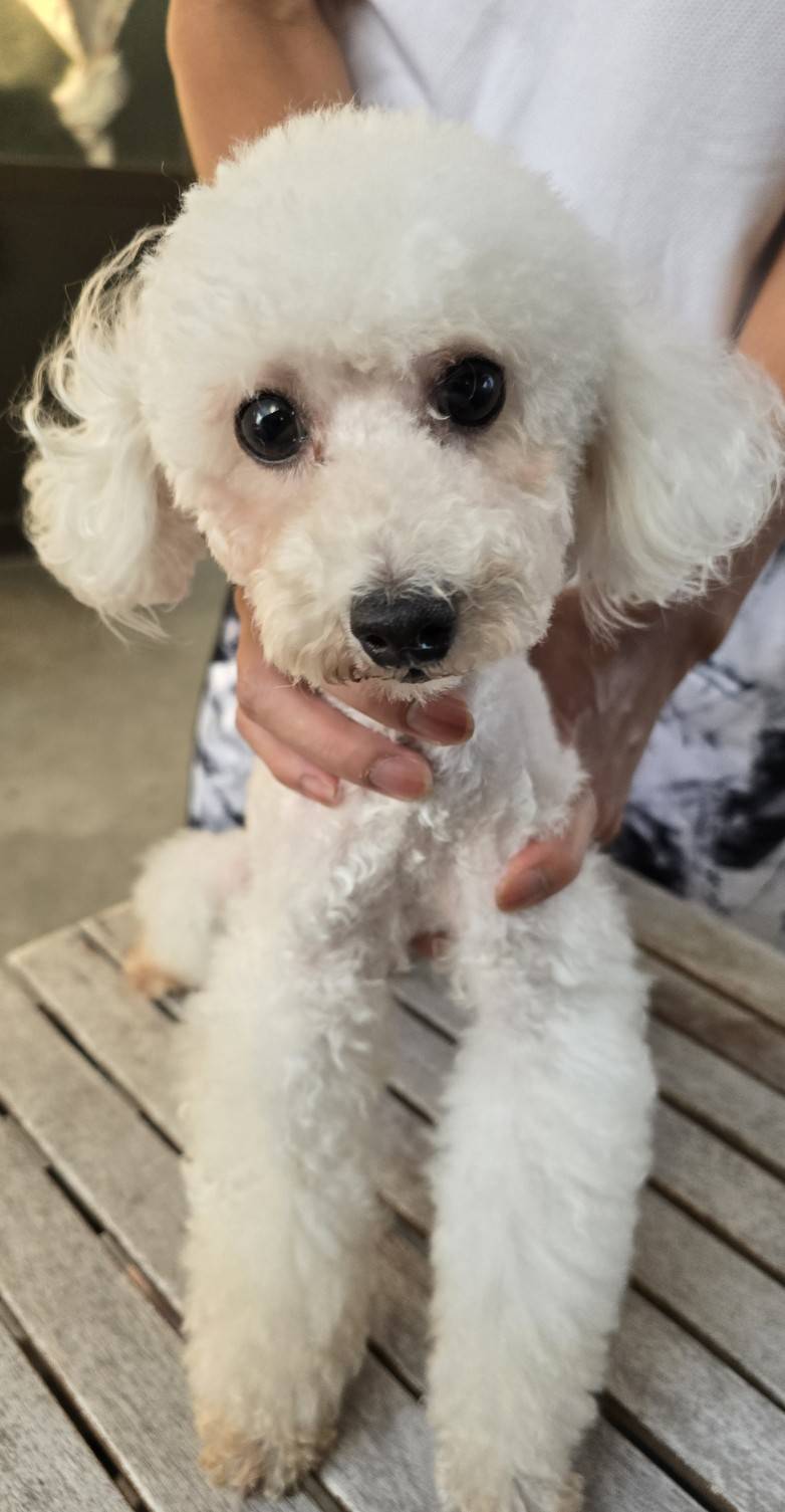 華clubで預かっている里親を探している保護犬です。