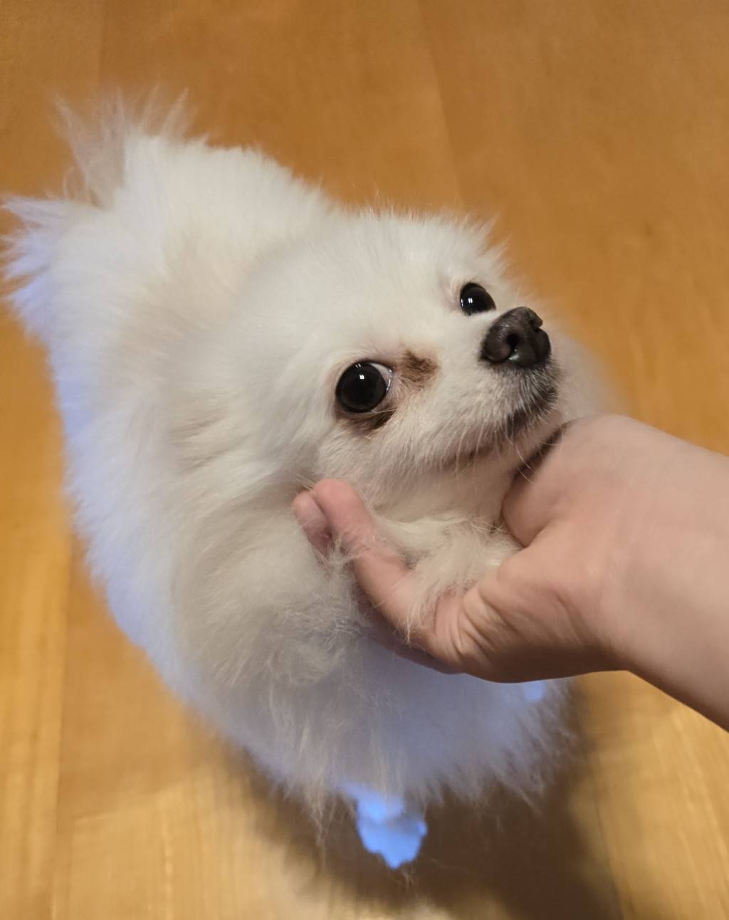 華clubで預かっている里親を探している保護犬です。