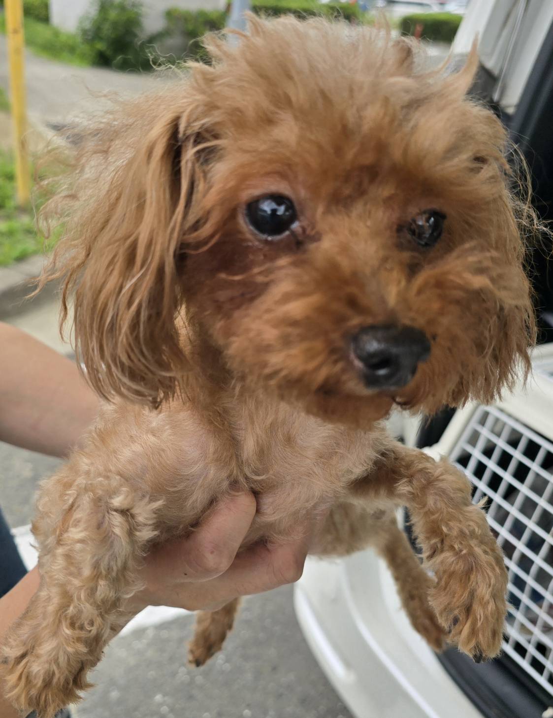 華clubで預かっている里親を探している保護犬です。