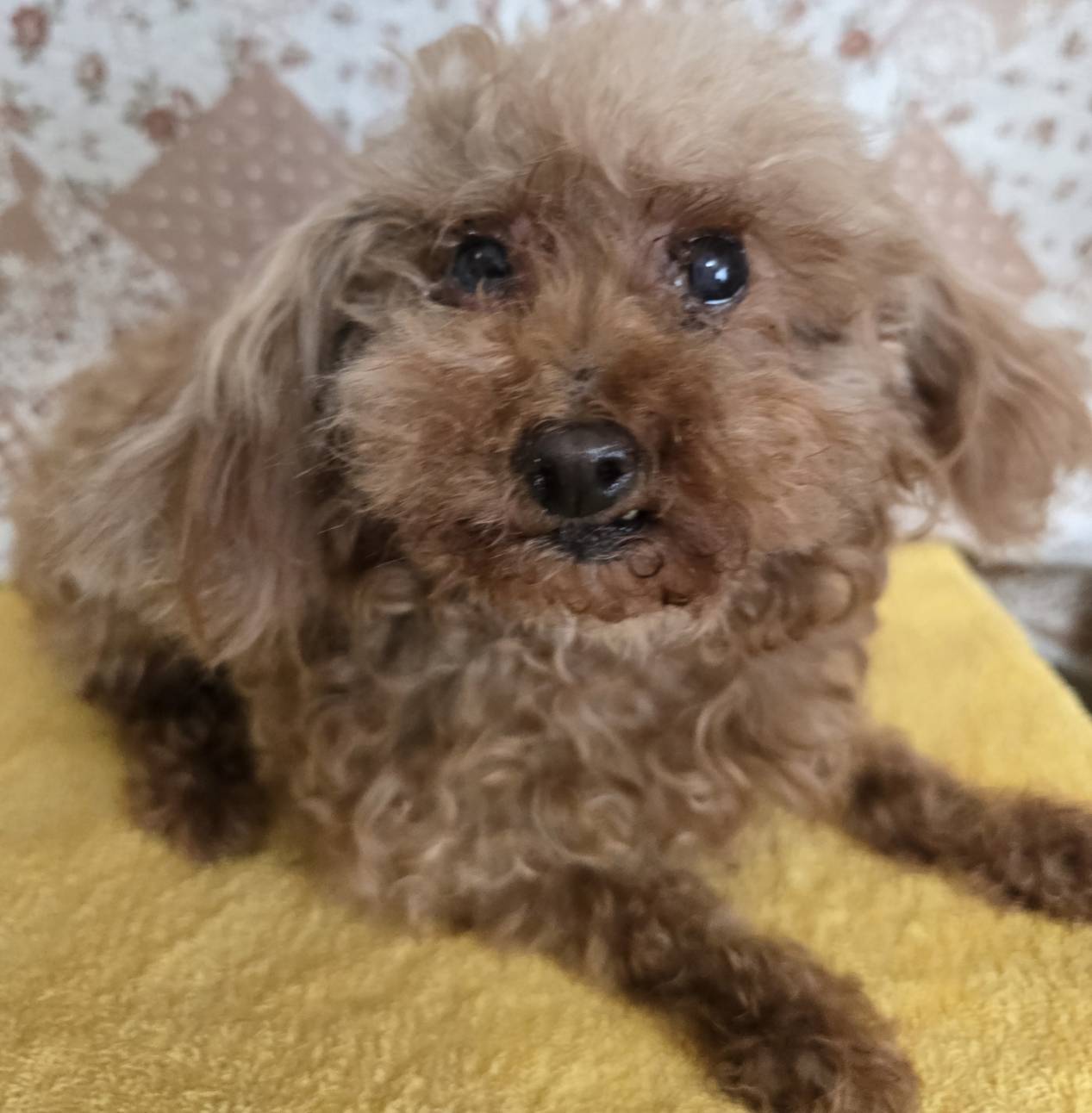 華clubで預かっている里親を探している保護犬です。