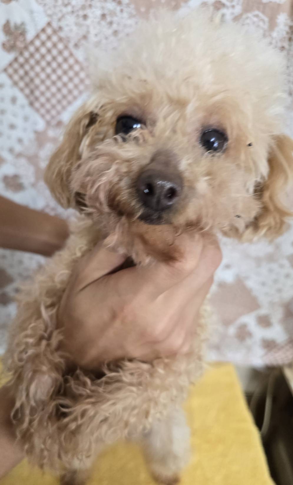 華clubで預かっている里親を探している保護犬です。