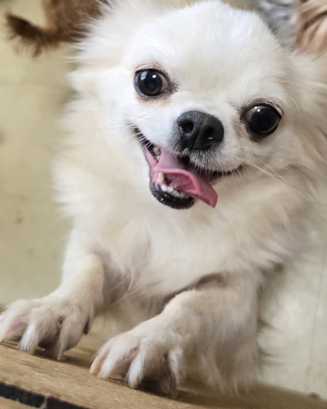 華clubで預かっている里親を探している保護犬です。