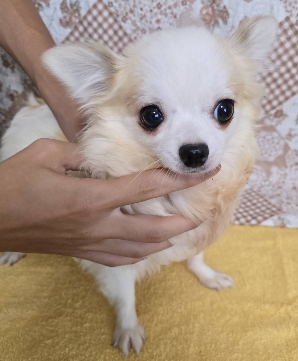 華clubで預かっている里親を探している保護犬です。