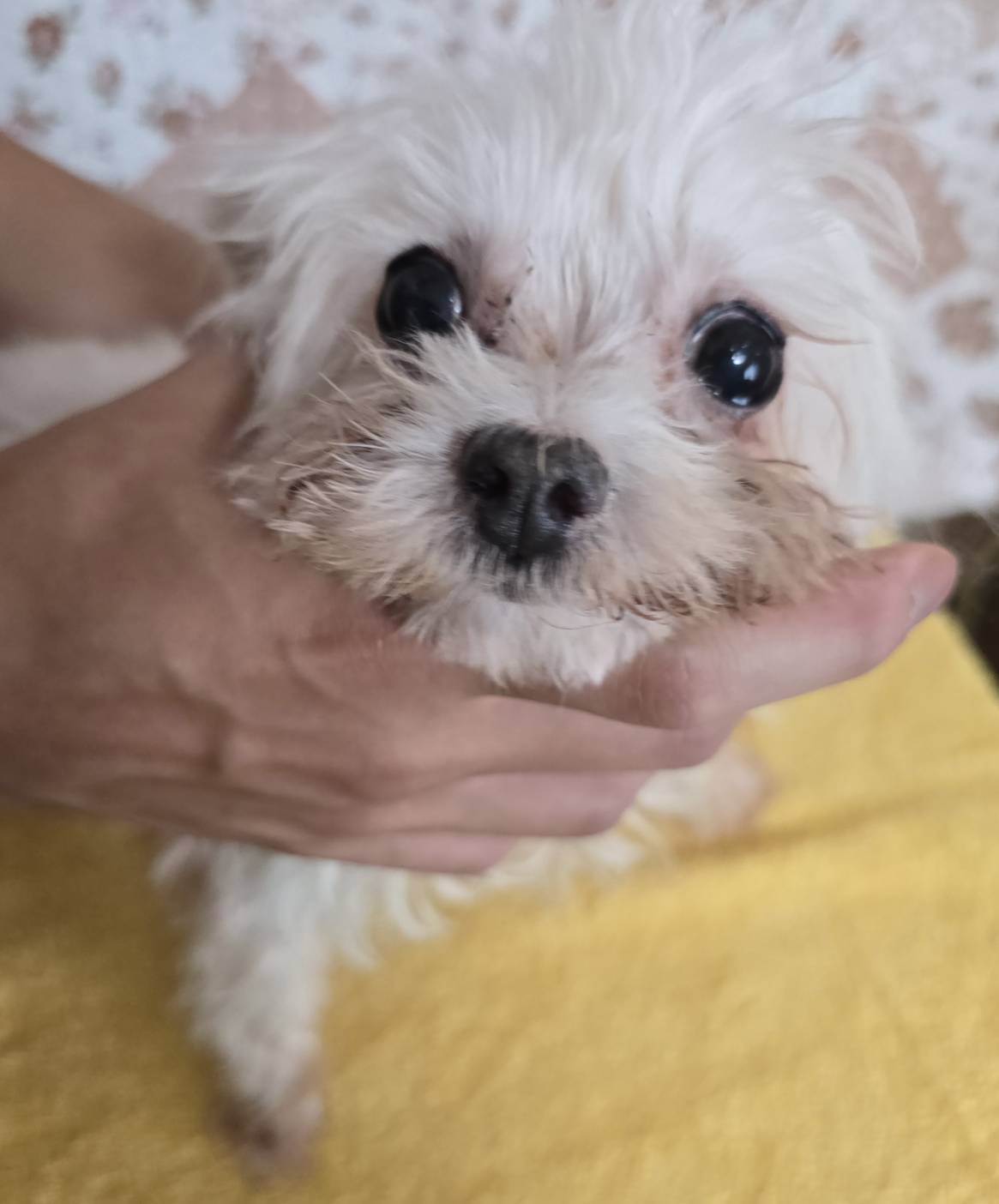 華clubで預かっている里親を探している保護犬です。