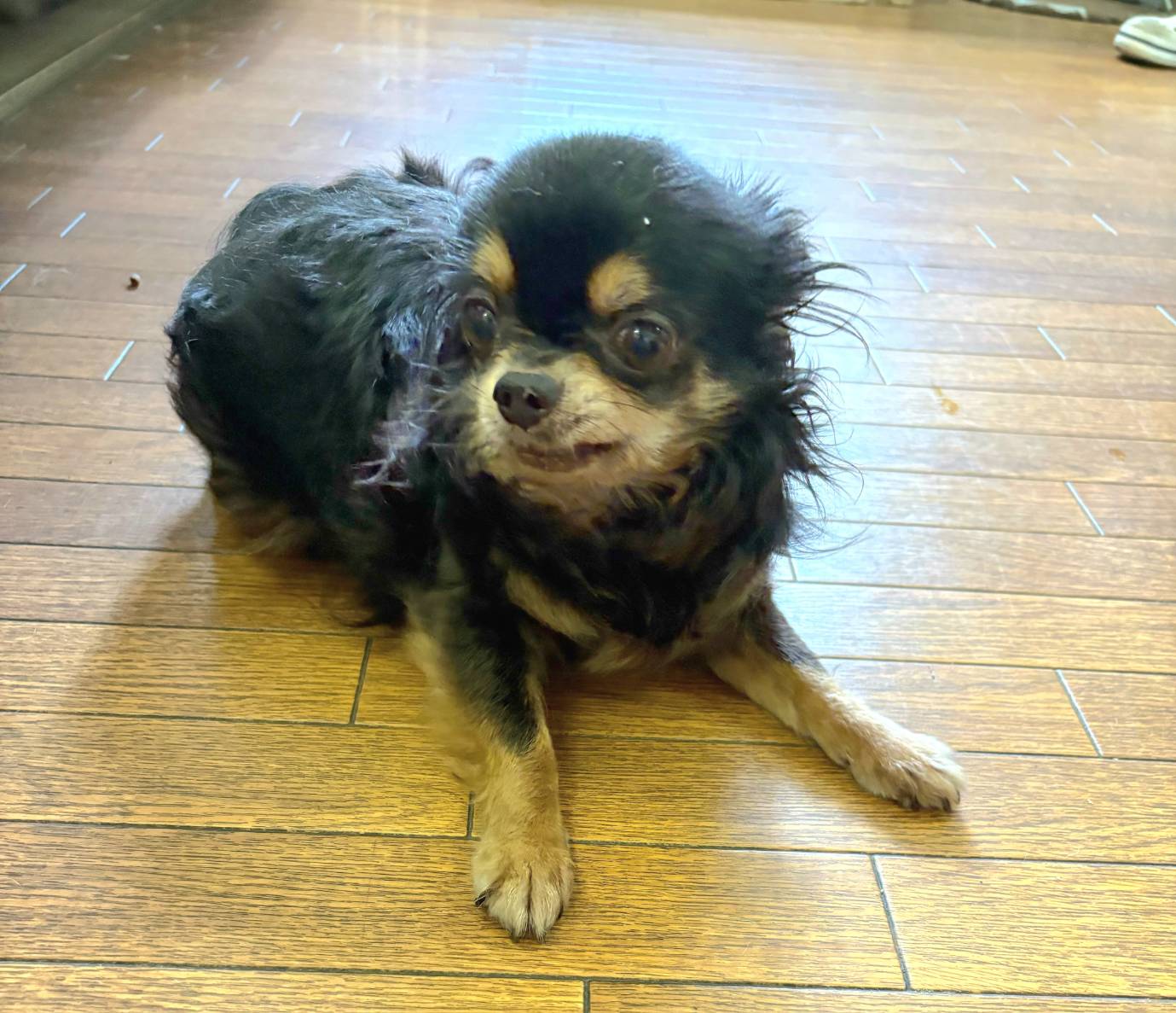 華clubで預かっている里親を探している保護犬です。