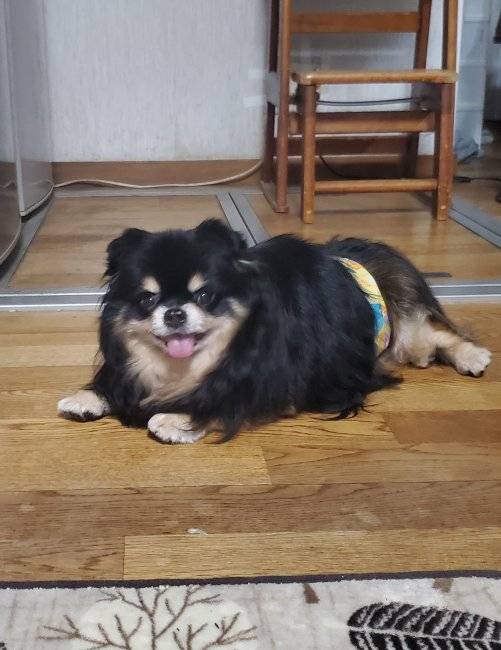 里親様からお喜びの声