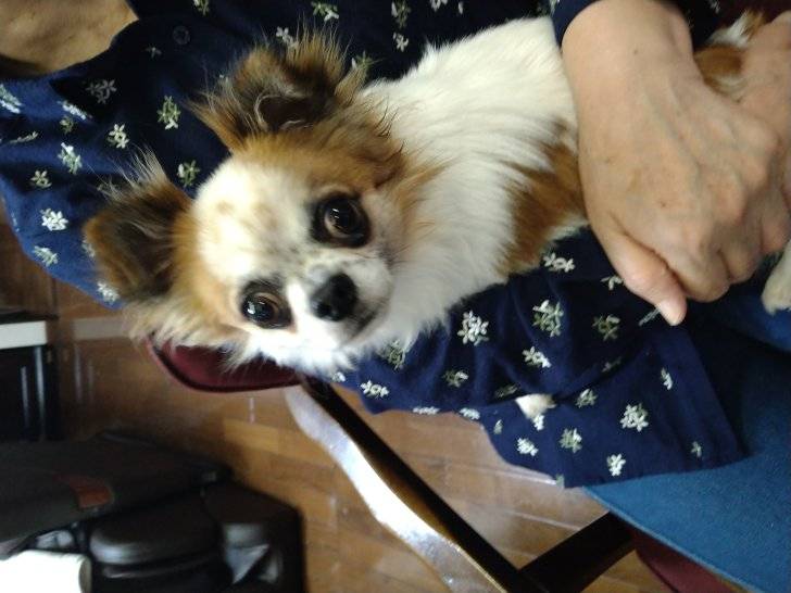 里親様からお喜びの声