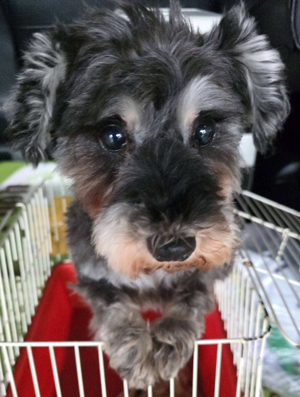 華clubで預かっている里親を探している保護犬です。