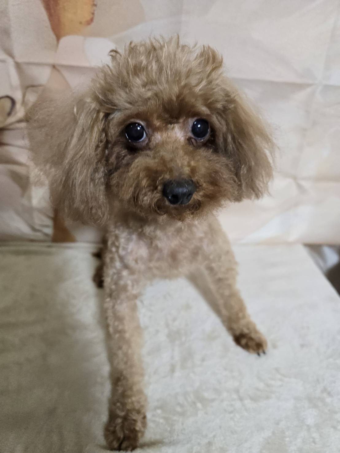 華clubで預かっている里親を探している保護犬です。