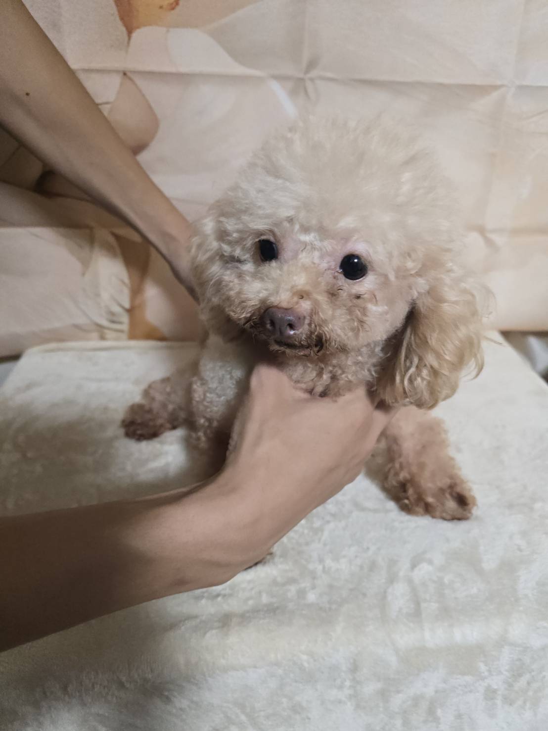 華clubで預かっている里親を探している保護犬です。