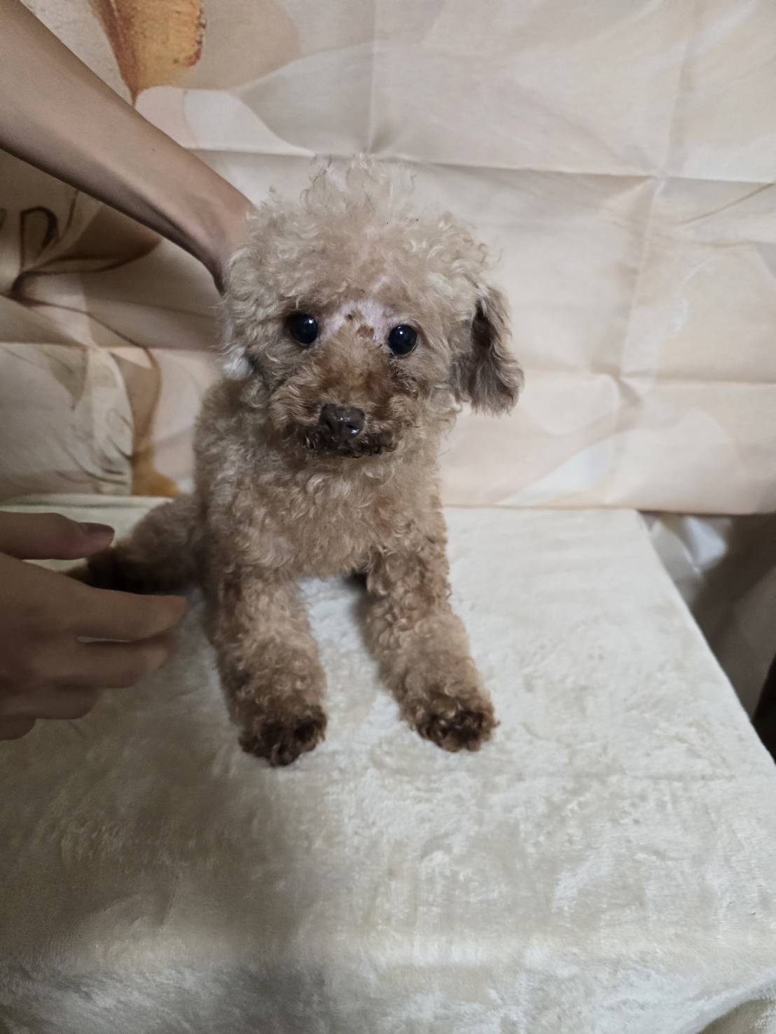 華clubで預かっている里親を探している保護犬です。