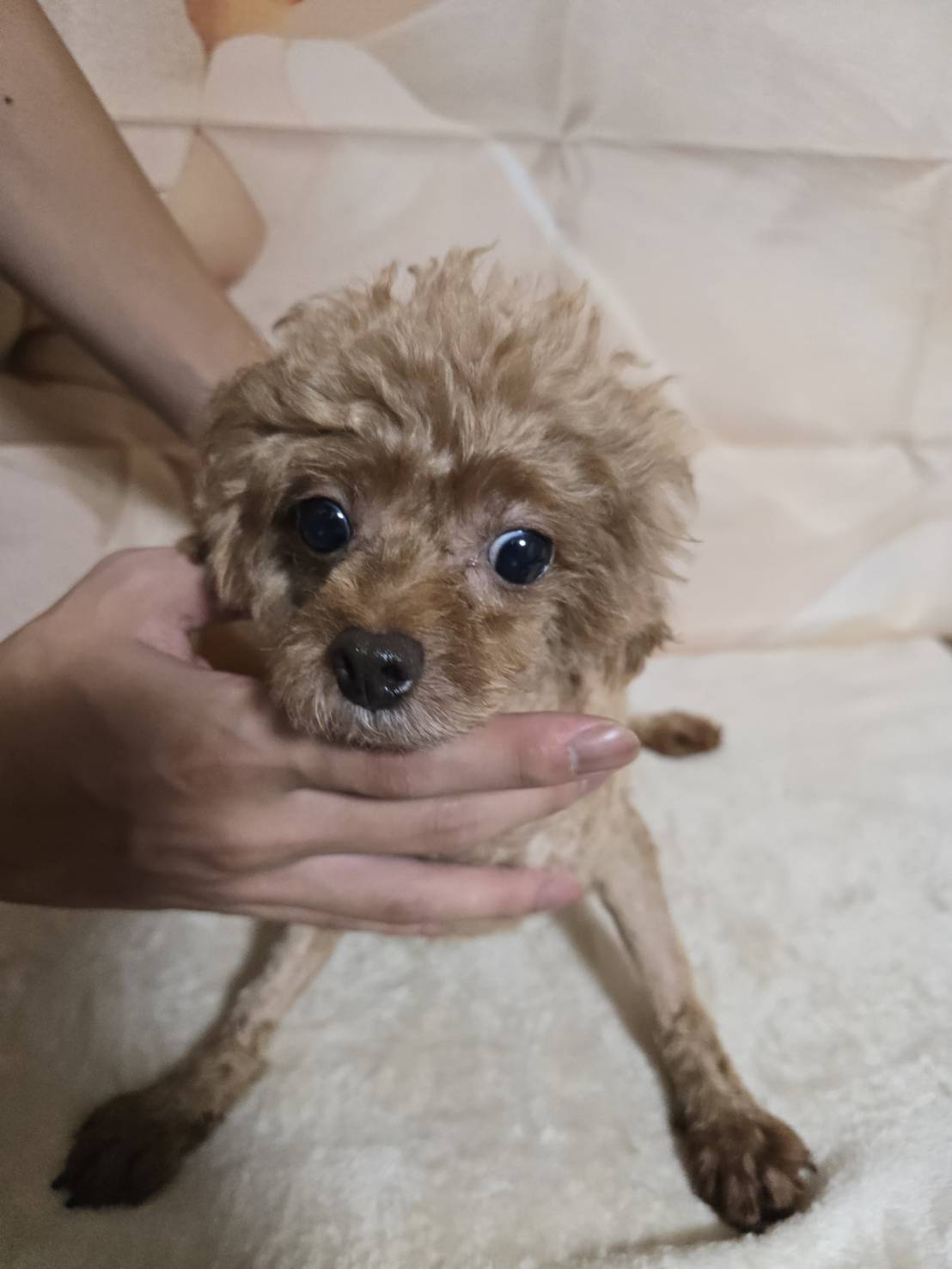 華clubで預かっている里親を探している保護犬です。