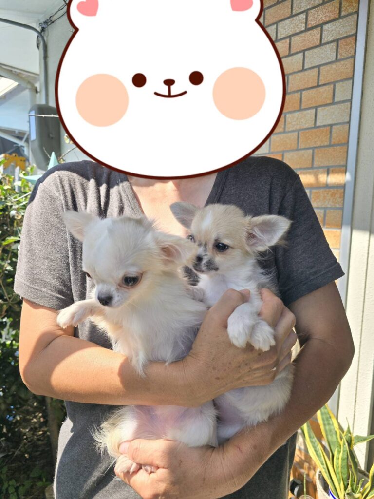 こちらの保護犬は里親様が決まりました