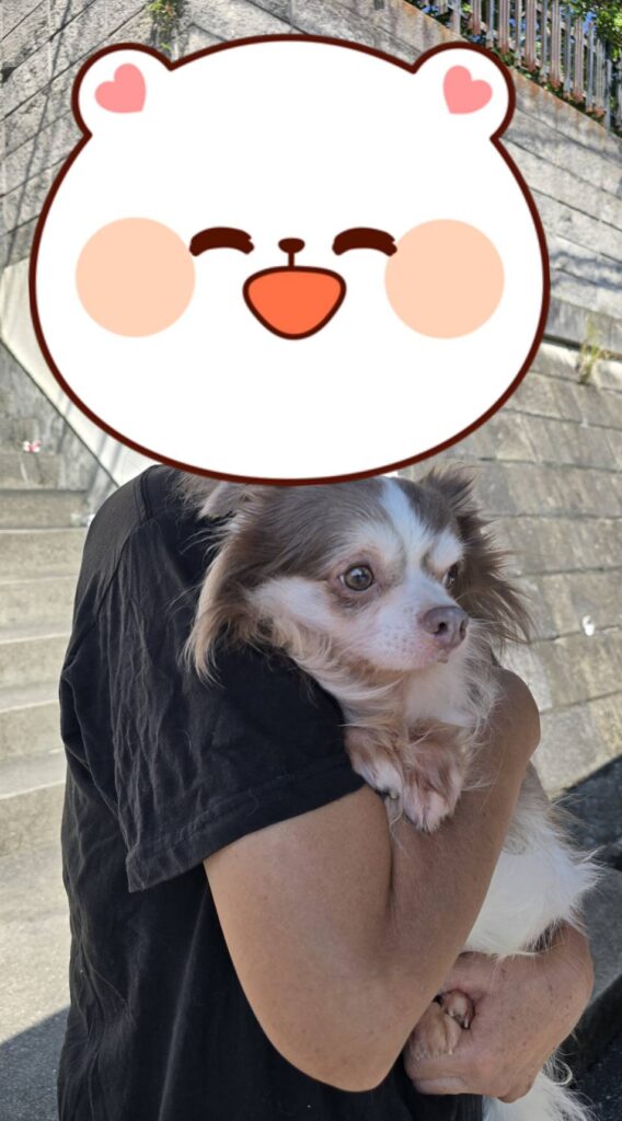 こちらの保護犬は里親様が決まりました