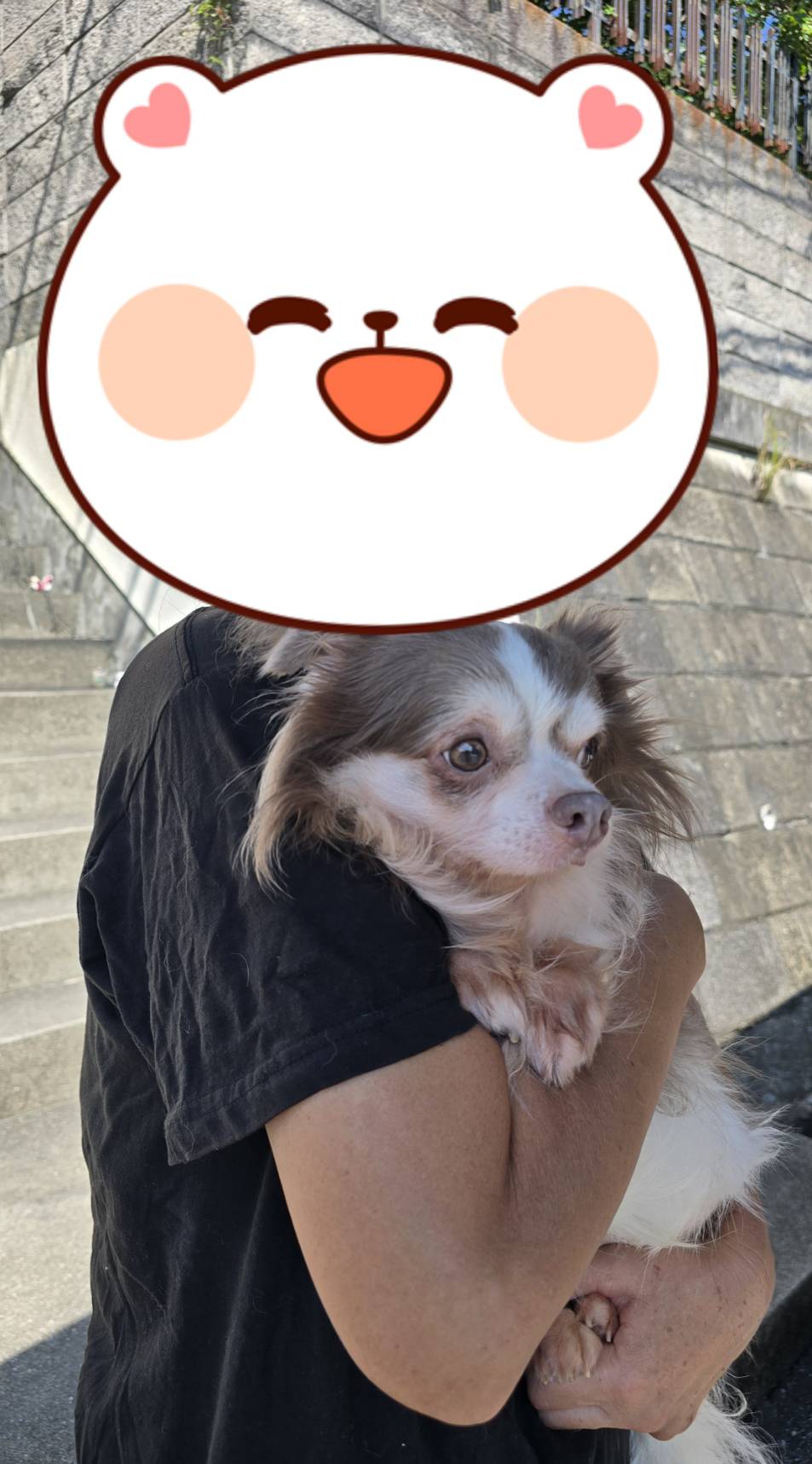 こちらの保護犬は里親様が決まりました