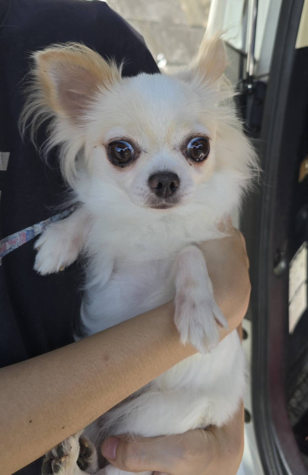 こちらの保護犬は里親様が決まりました