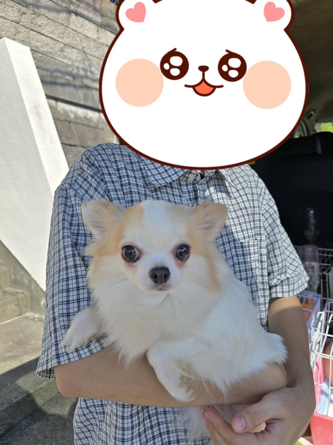 こちらの保護犬は里親様が決まりました