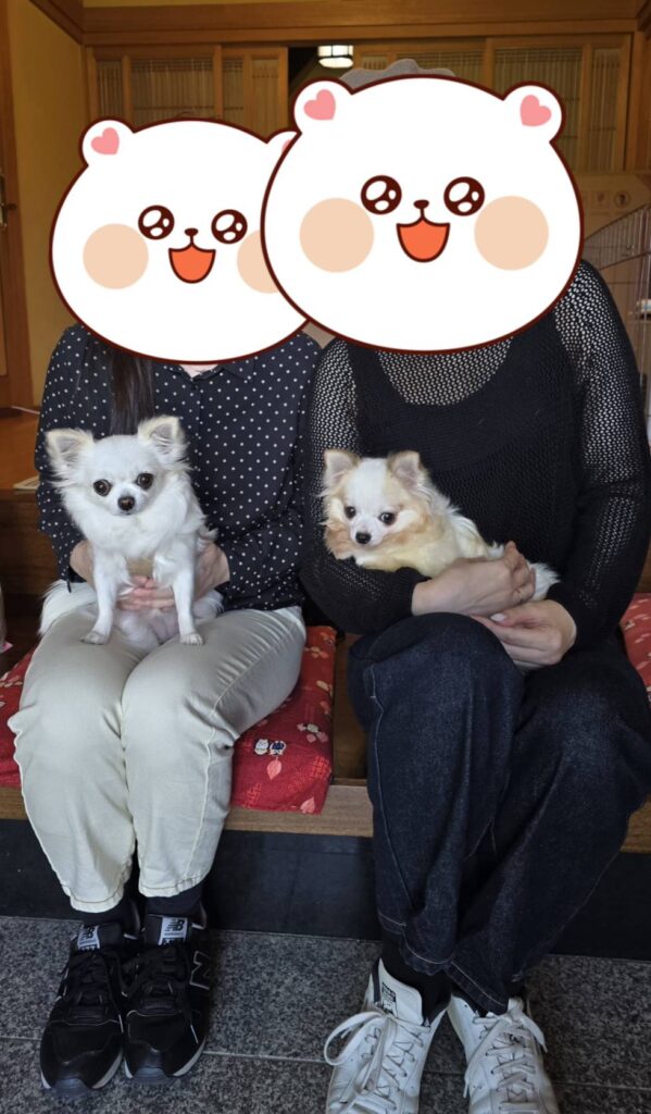 こちらの保護犬は里親様が決まりました
