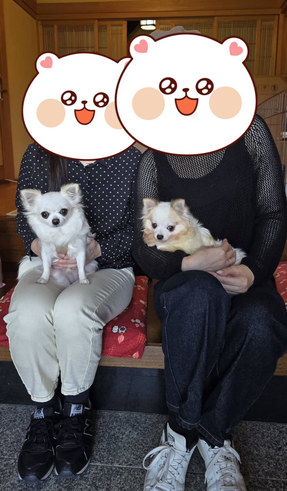 こちらの保護犬は里親様が決まりました