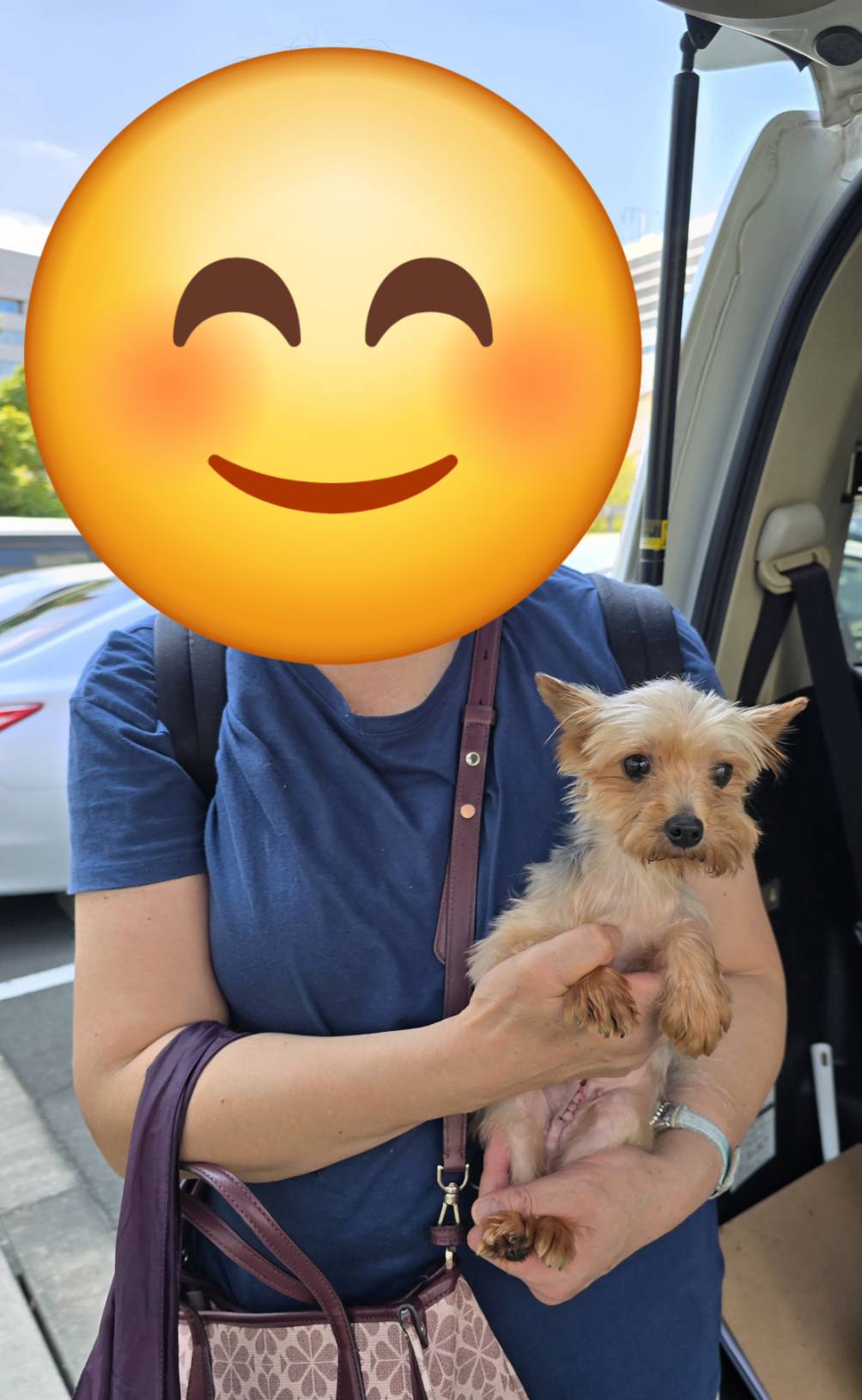 こちらの保護犬は里親様が決まりました