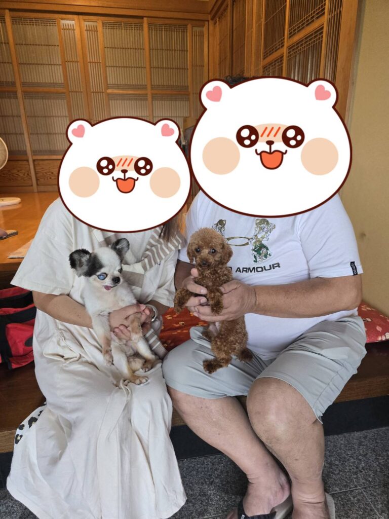 こちらの保護犬は里親様が決まりました