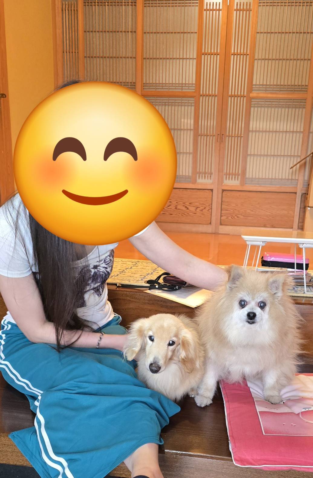 こちらの保護犬は里親様が決まりました