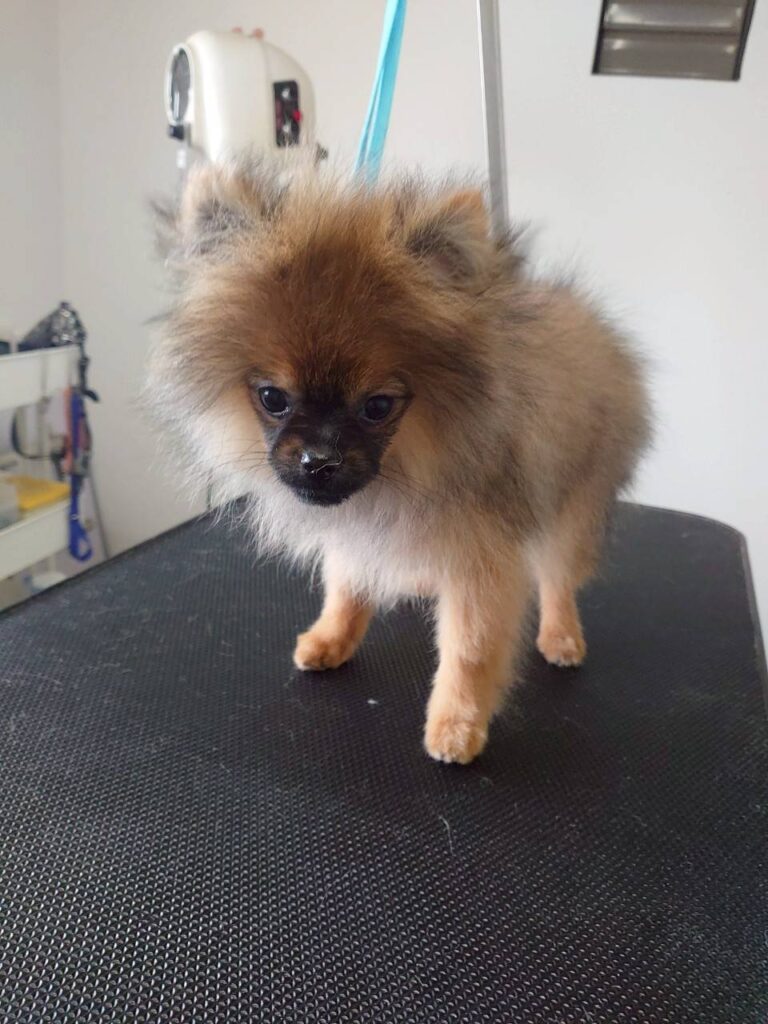 華clubで預かっている里親を探している保護犬です。