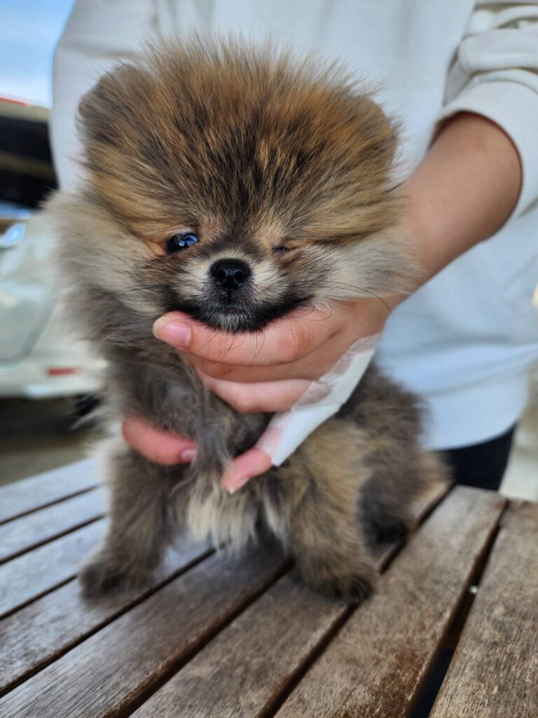 華clubで預かっている里親を探している保護犬です。