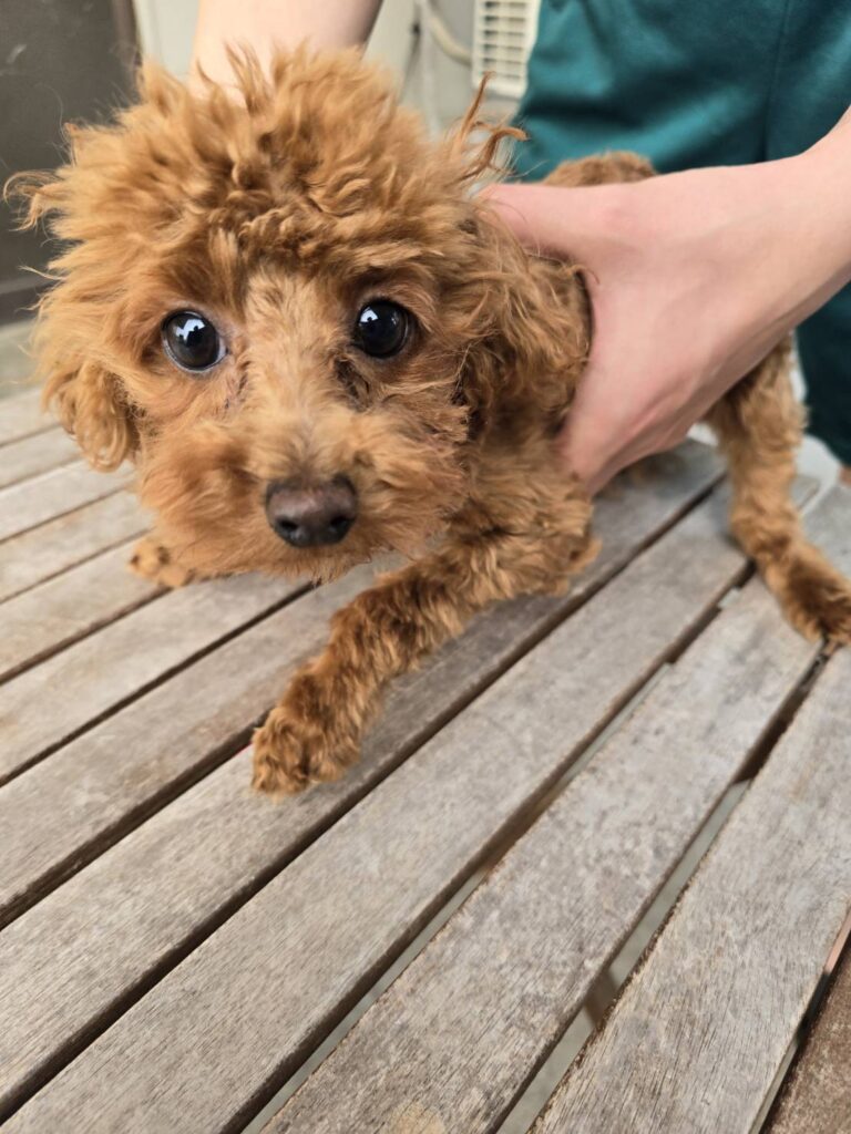 華clubで預かっている里親を探している保護犬です。