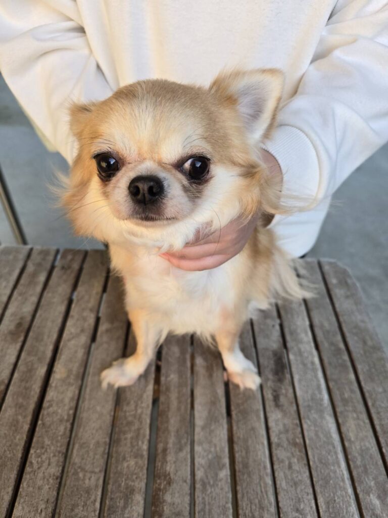 華clubで預かっている里親を探している保護犬です。
